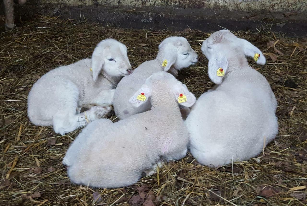 Oberseebachhof Scheffau am Wilden Kaiser Dış mekan fotoğraf
